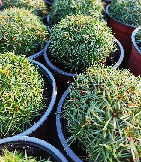 Armeria juniperifolia 